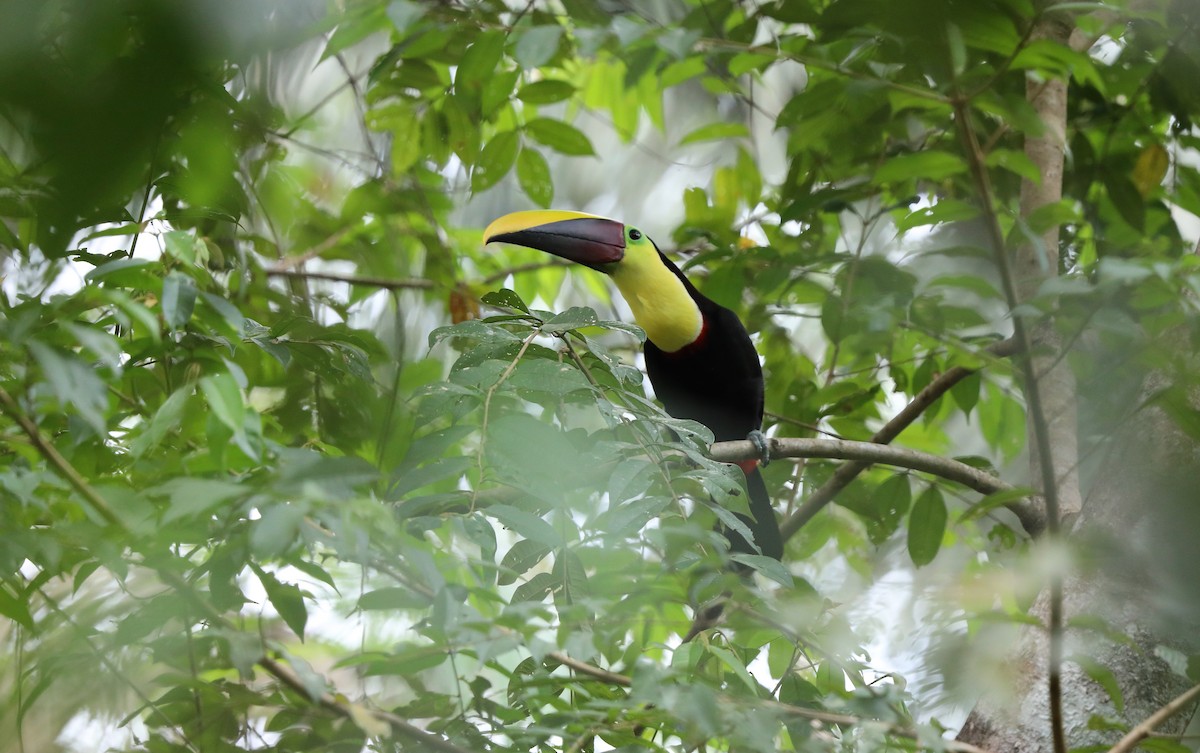 Yellow-throated Toucan (Chestnut-mandibled) - ML619176923