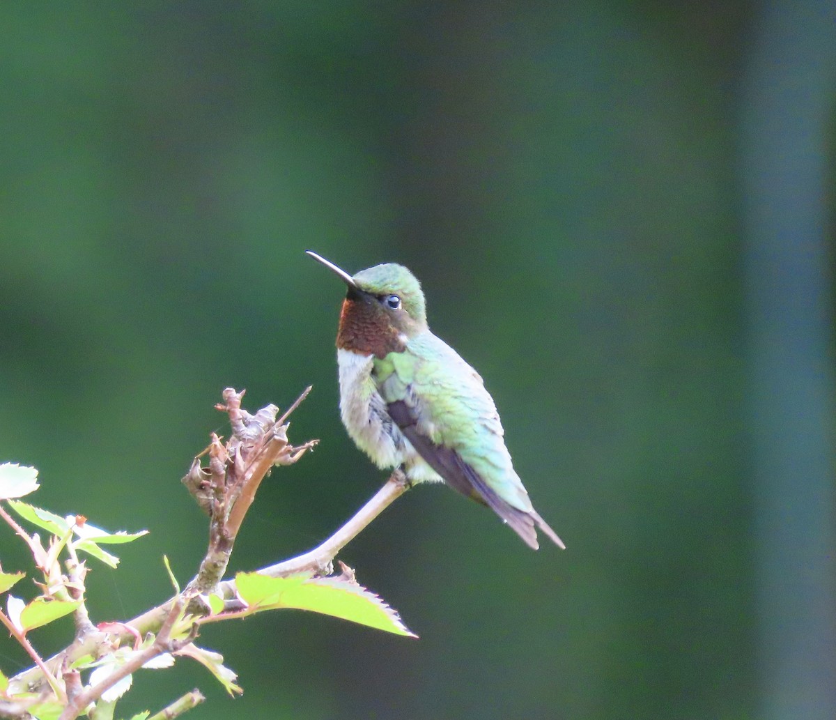 Ruby-throated Hummingbird - ML619176932