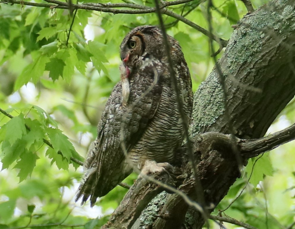 Great Horned Owl - ML619176934