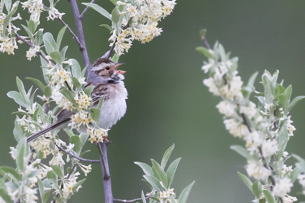 Clay-colored Sparrow - ML619176957