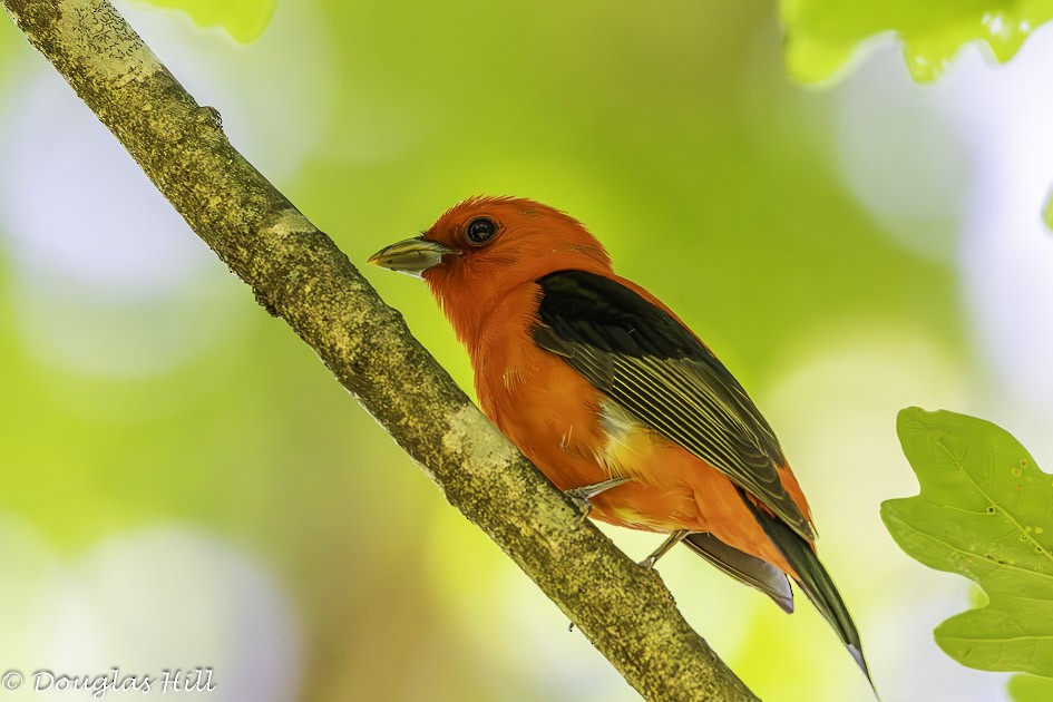 Scarlet Tanager - ML619176959