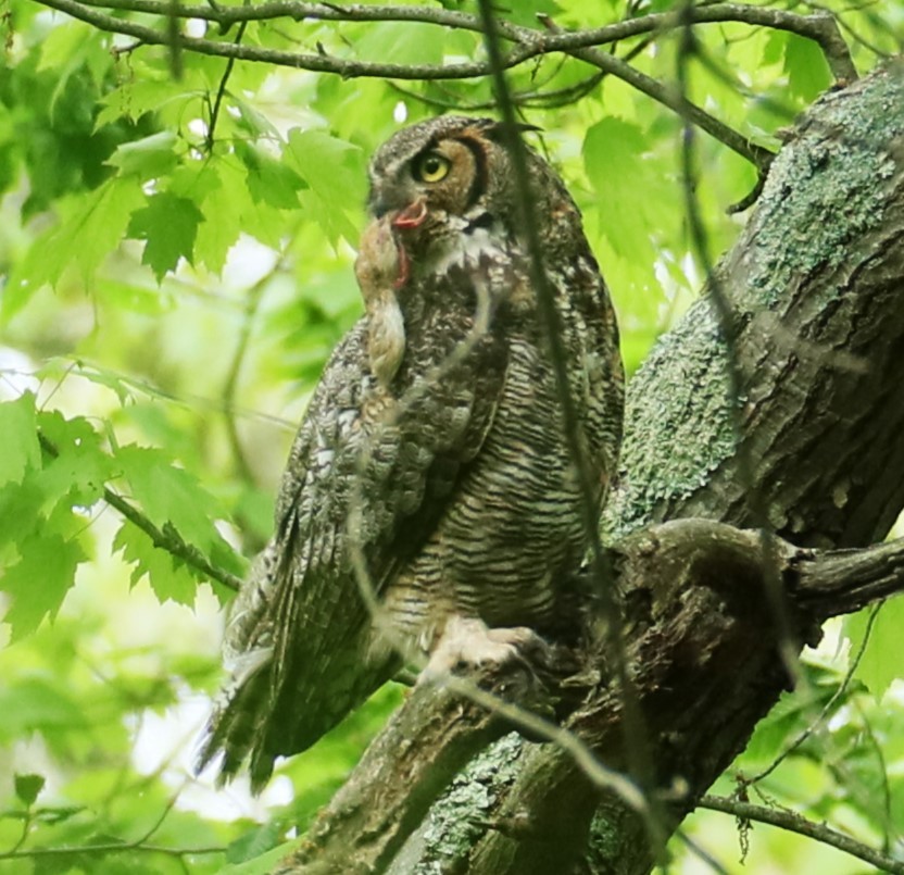Great Horned Owl - ML619176960