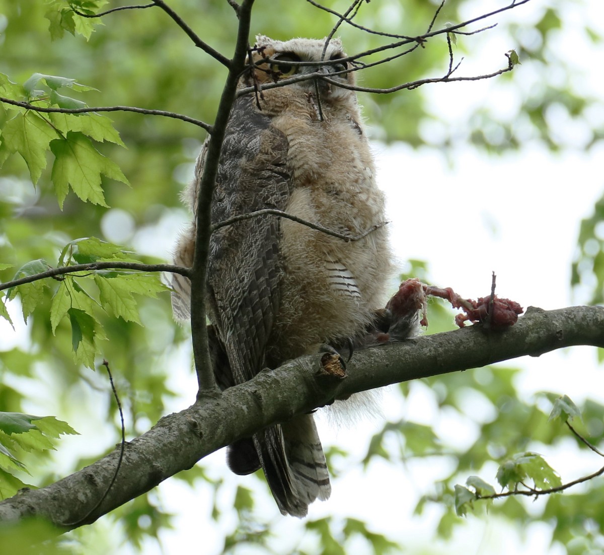 Great Horned Owl - ML619177001