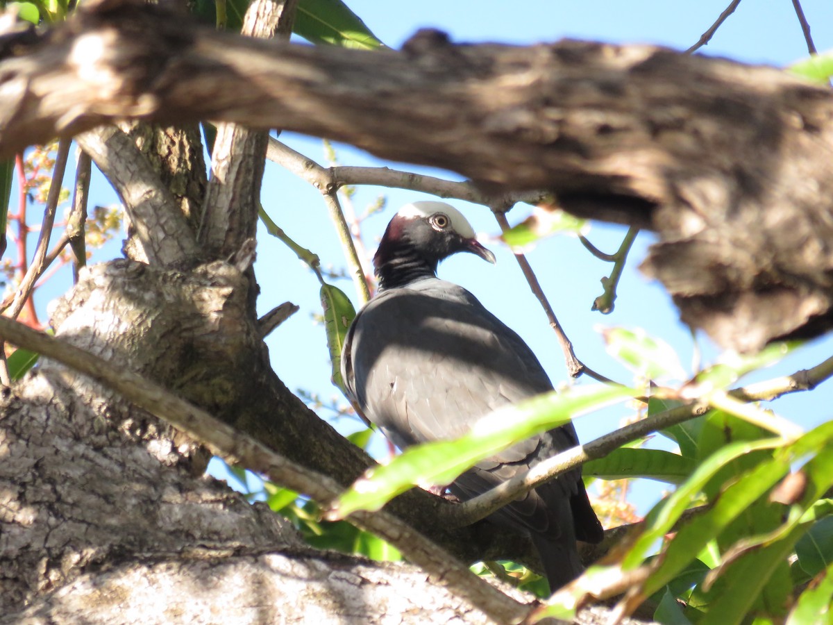 White-crowned Pigeon - ML619177038