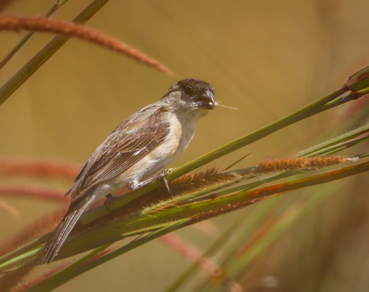 Pearly-bellied Seedeater - ML619177053