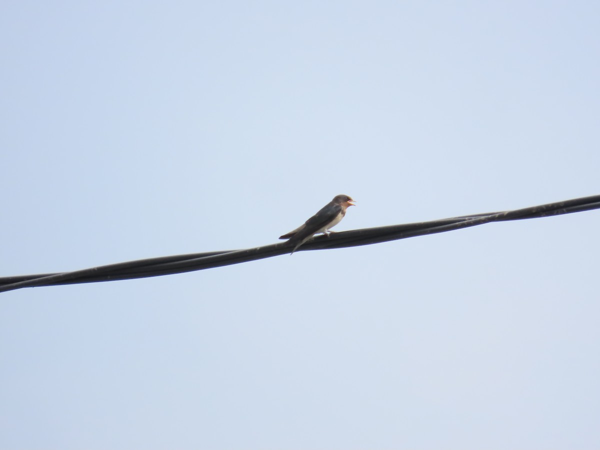 Barn Swallow - ML619177080