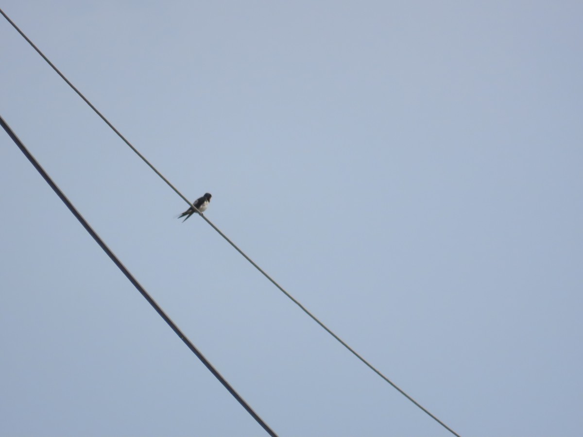 Barn Swallow - ML619177082