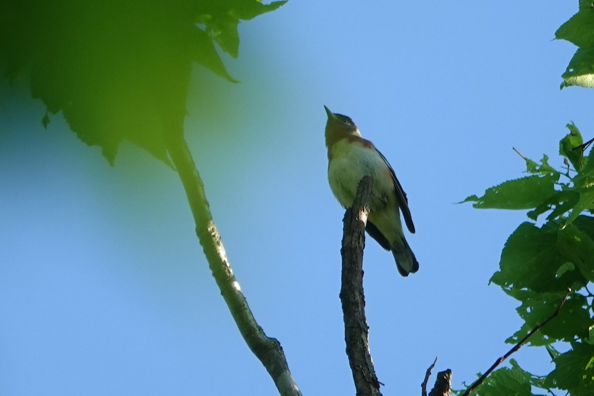 Bay-breasted Warbler - ML619177122