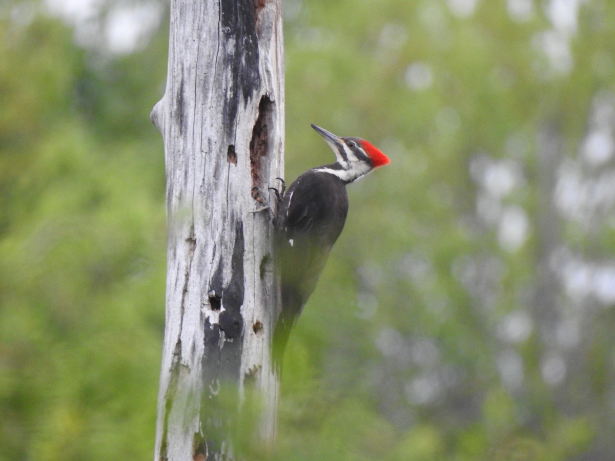Pileated Woodpecker - ML619177142