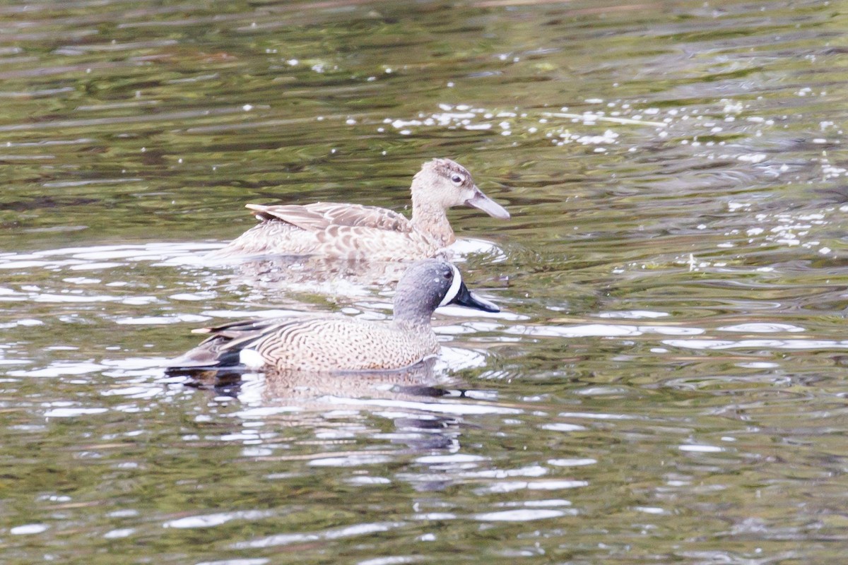 Blue-winged Teal - ML619177147
