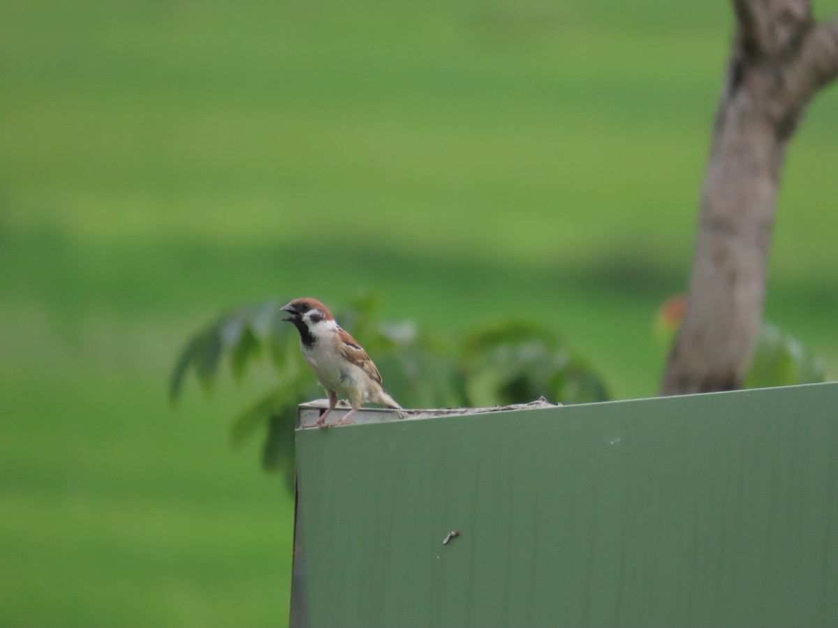 Eurasian Tree Sparrow - ML619177156