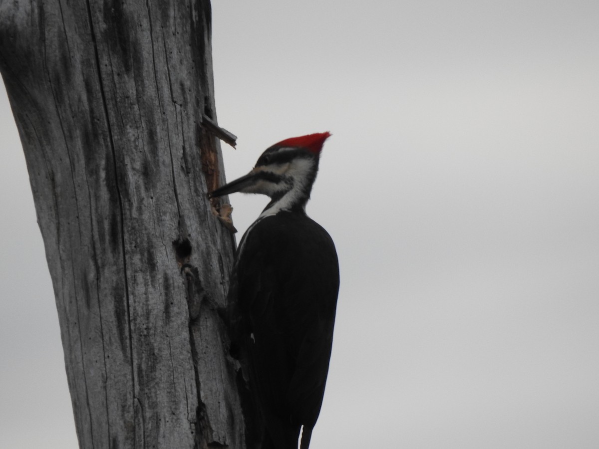 Pileated Woodpecker - ML619177172