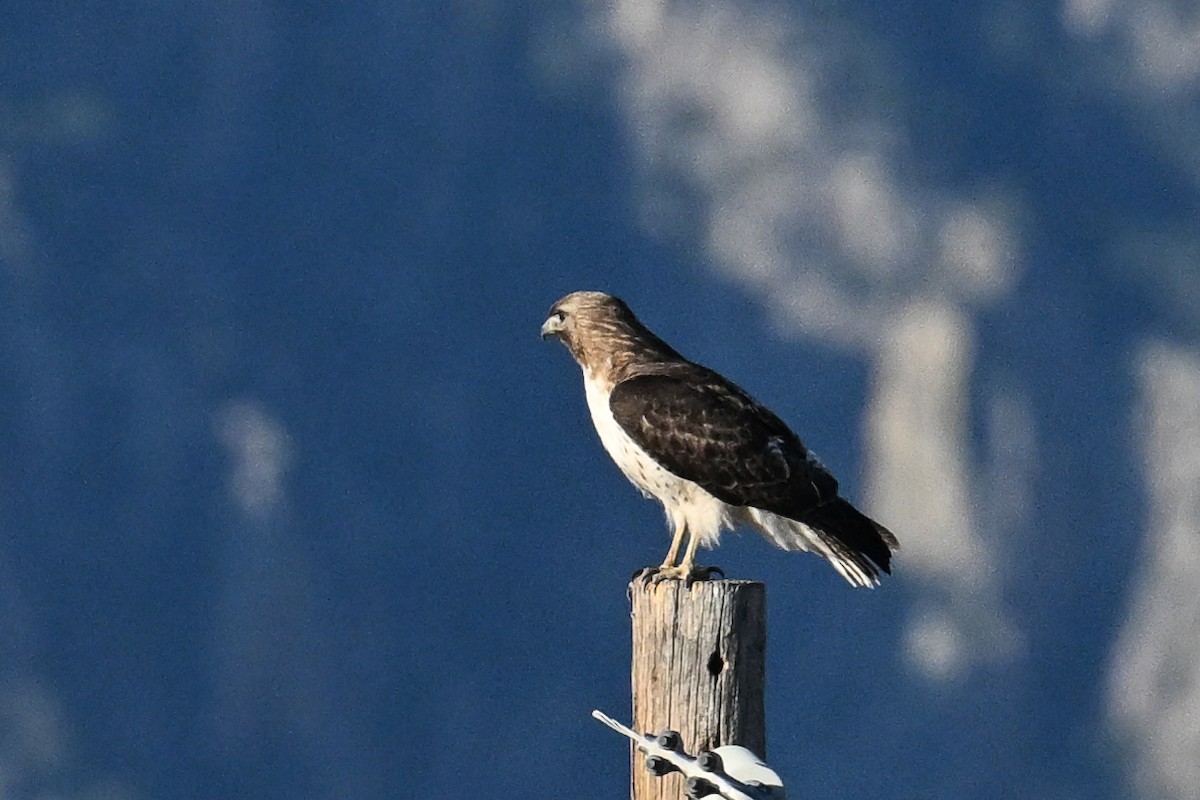 Red-tailed Hawk - ML619177178