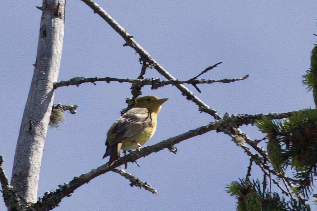 Western Tanager - ML619177209