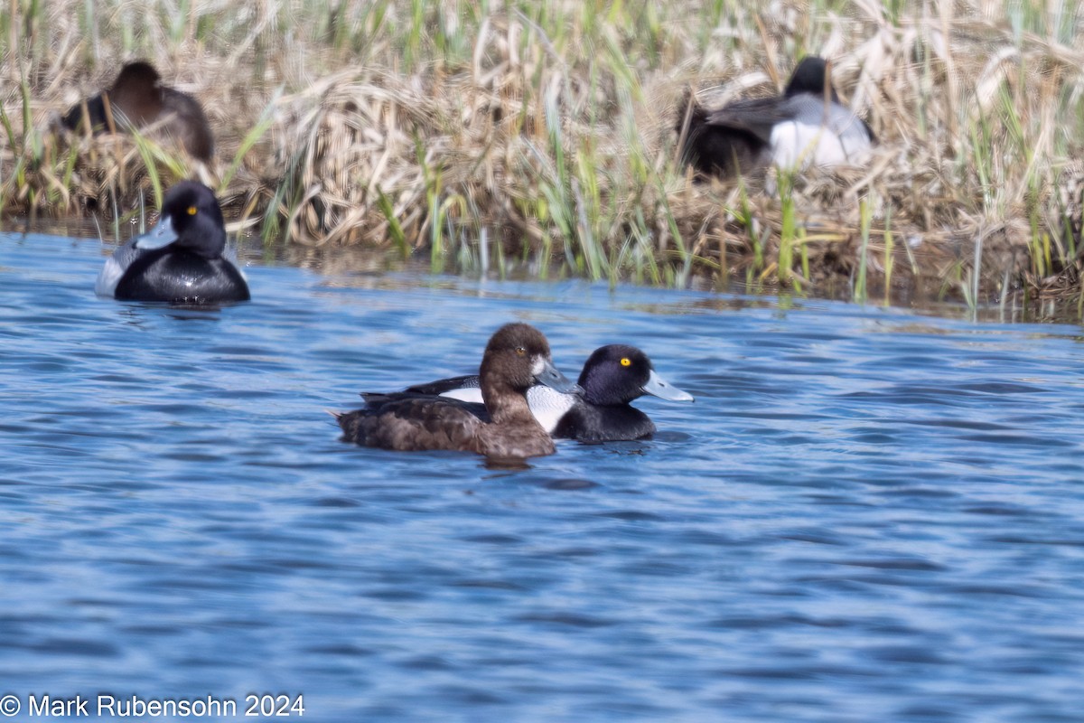 Greater Scaup - ML619177234