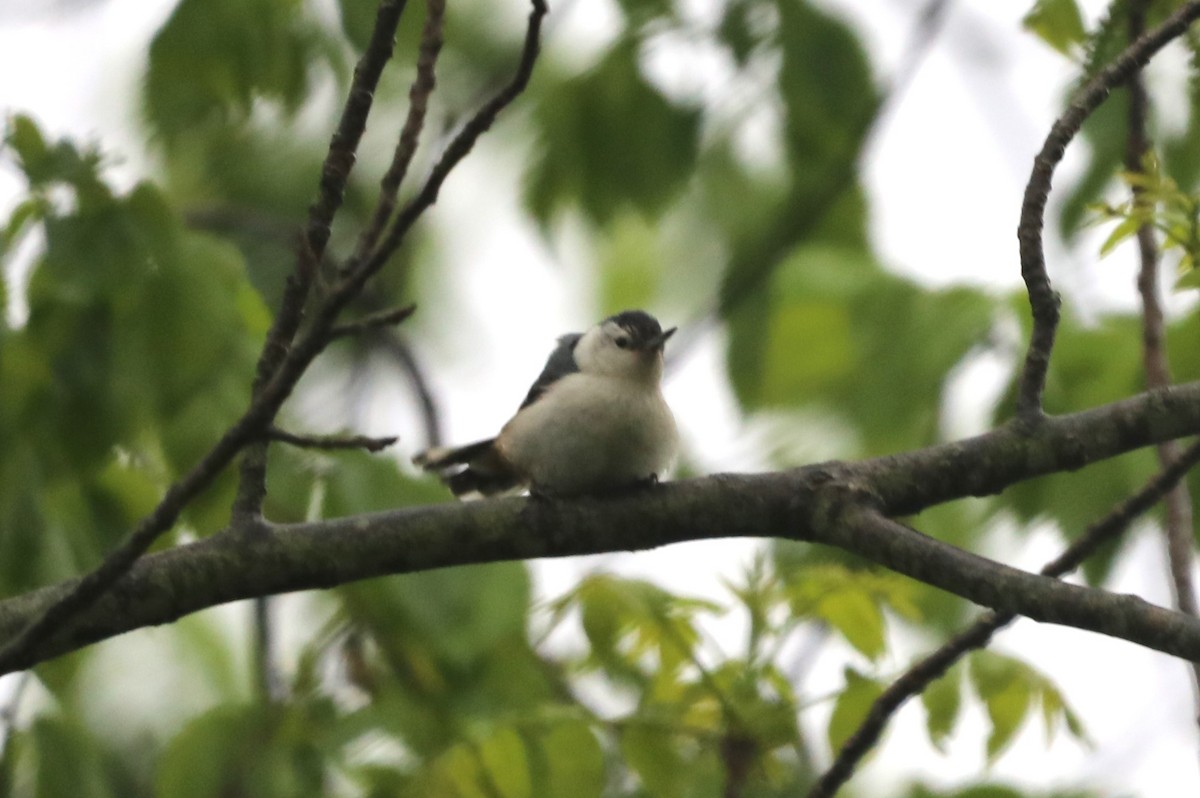 White-breasted Nuthatch - ML619177236