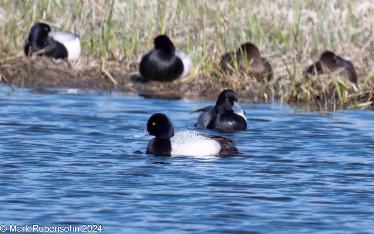Greater Scaup - ML619177247
