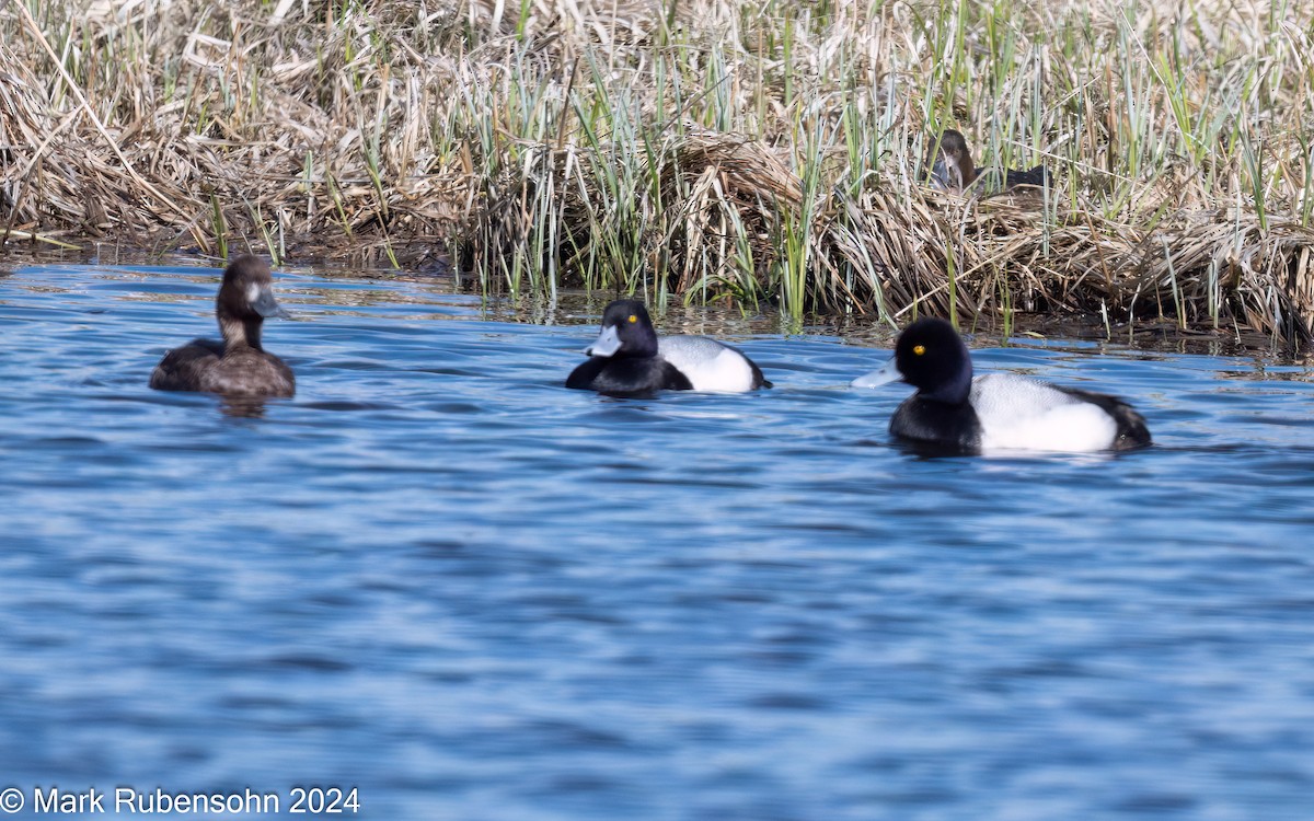 Greater Scaup - ML619177248