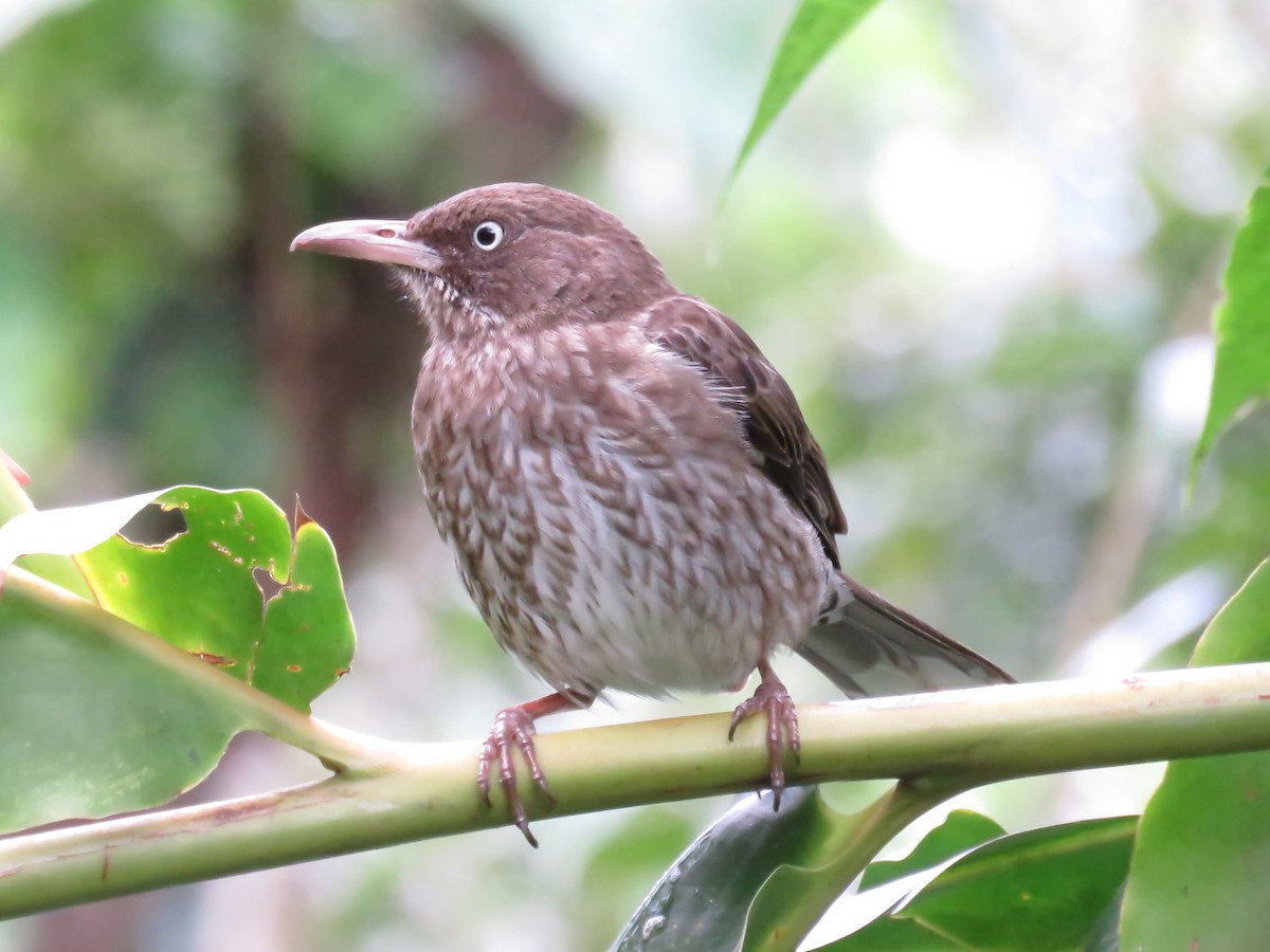 Scaly-breasted Thrasher - ML619177280