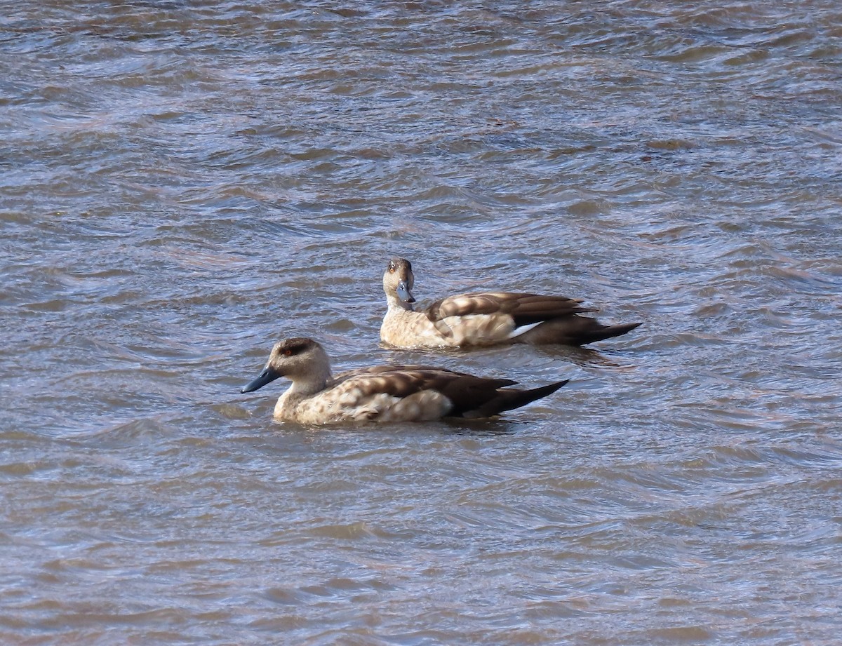 Crested Duck - ML619177355