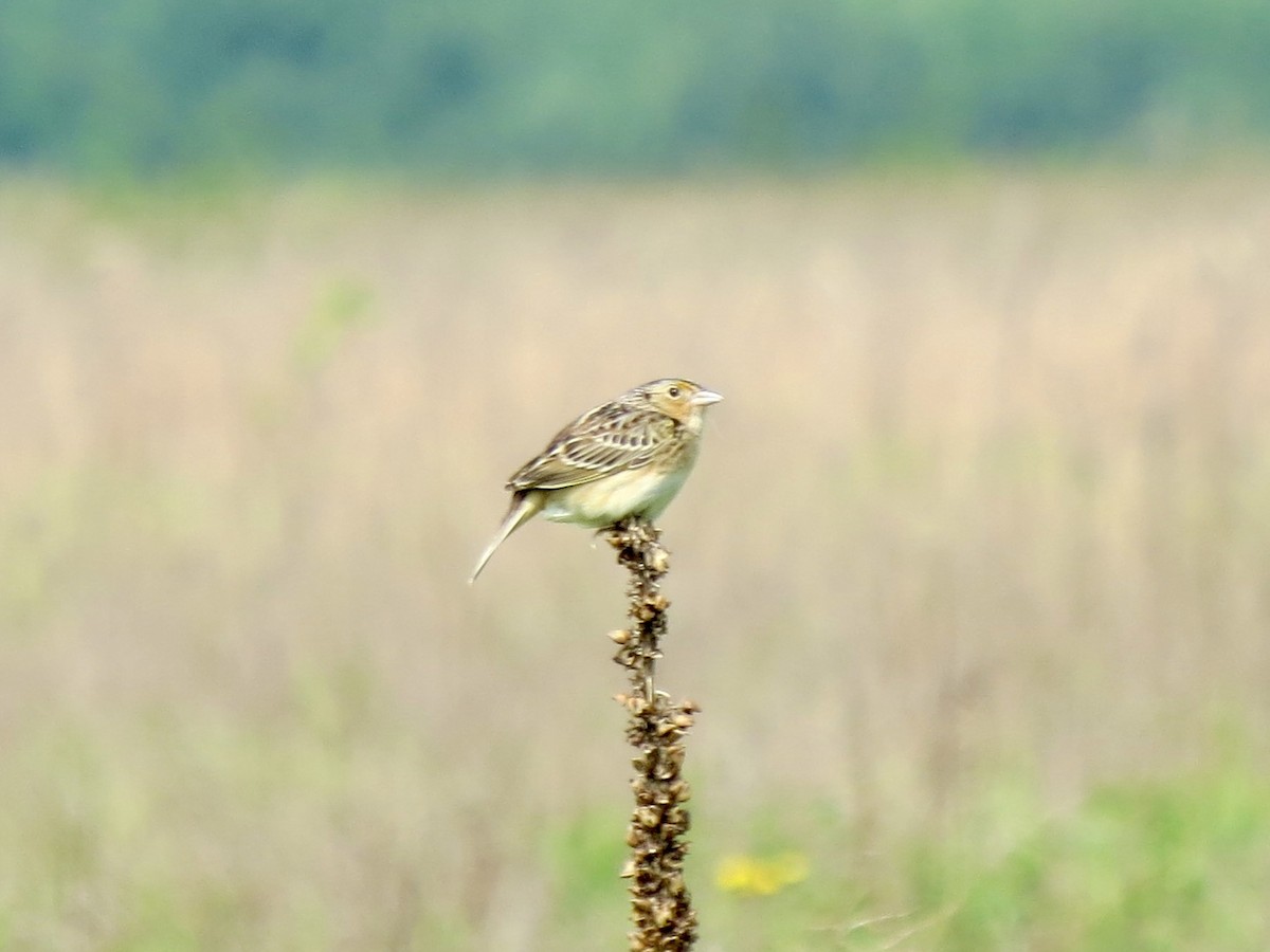Grasshopper Sparrow - ML619177435