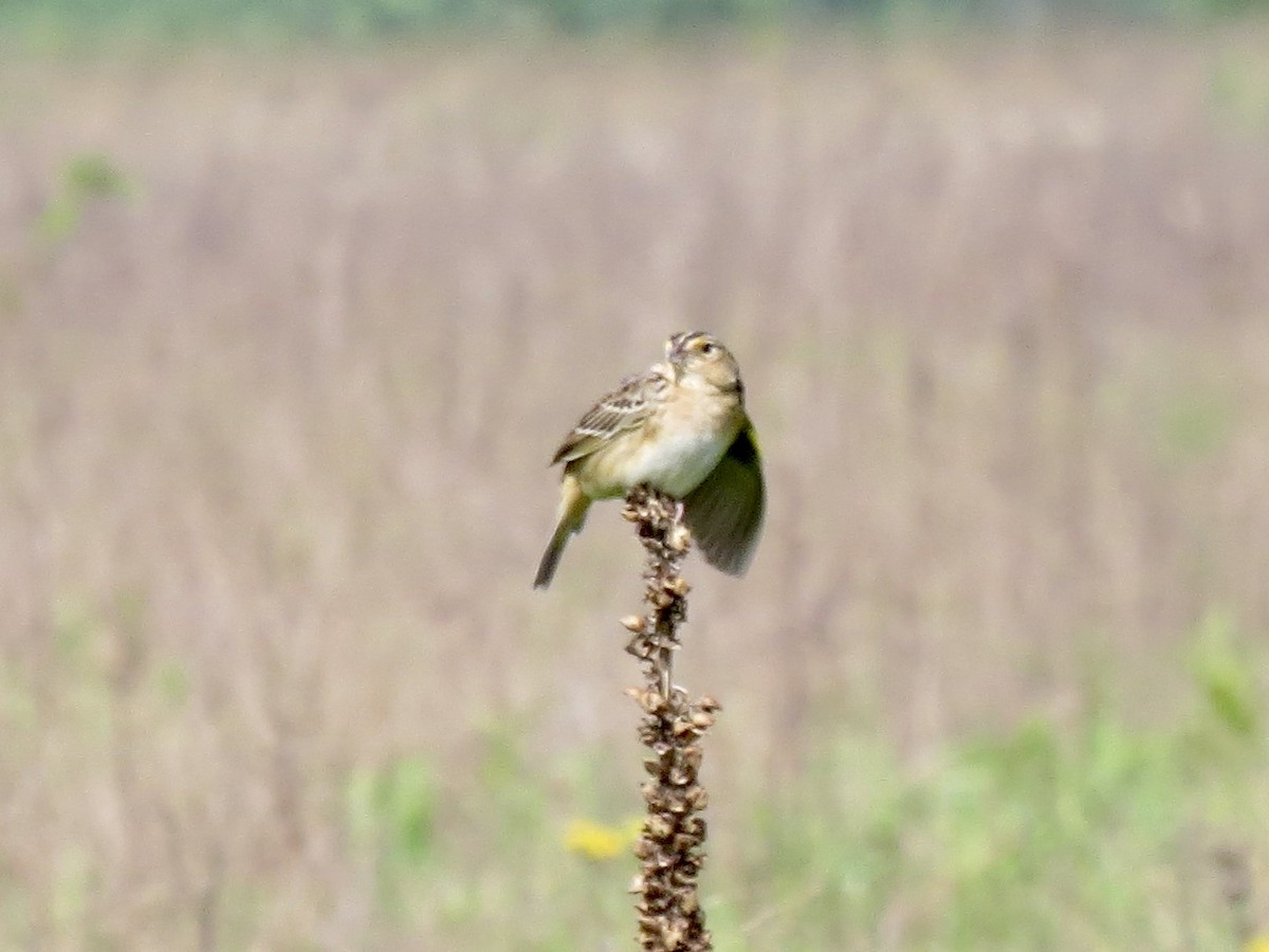 Grasshopper Sparrow - ML619177436