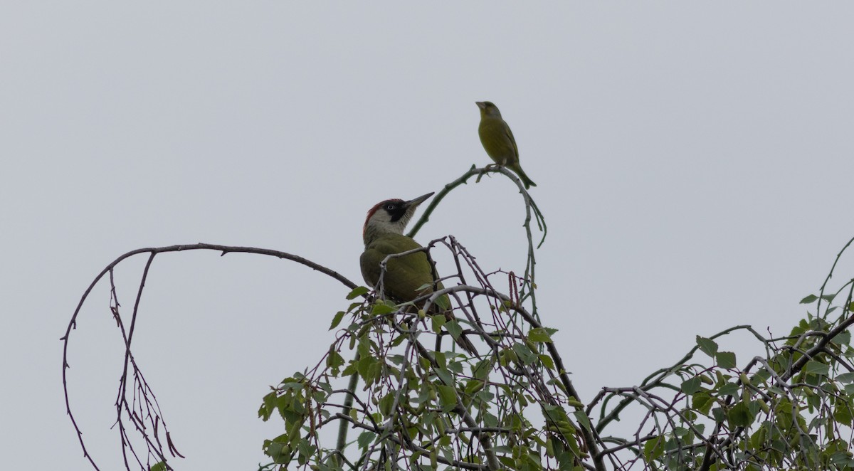 Eurasian Green Woodpecker - ML619177443