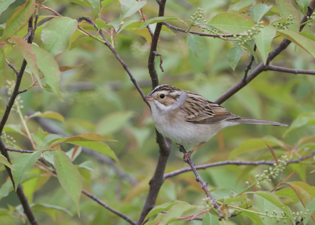 Clay-colored Sparrow - ML619177509