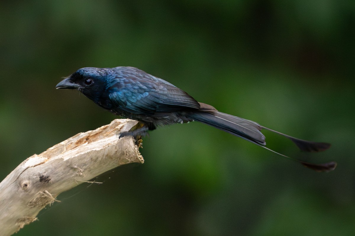 Greater Racket-tailed Drongo - ML619177522