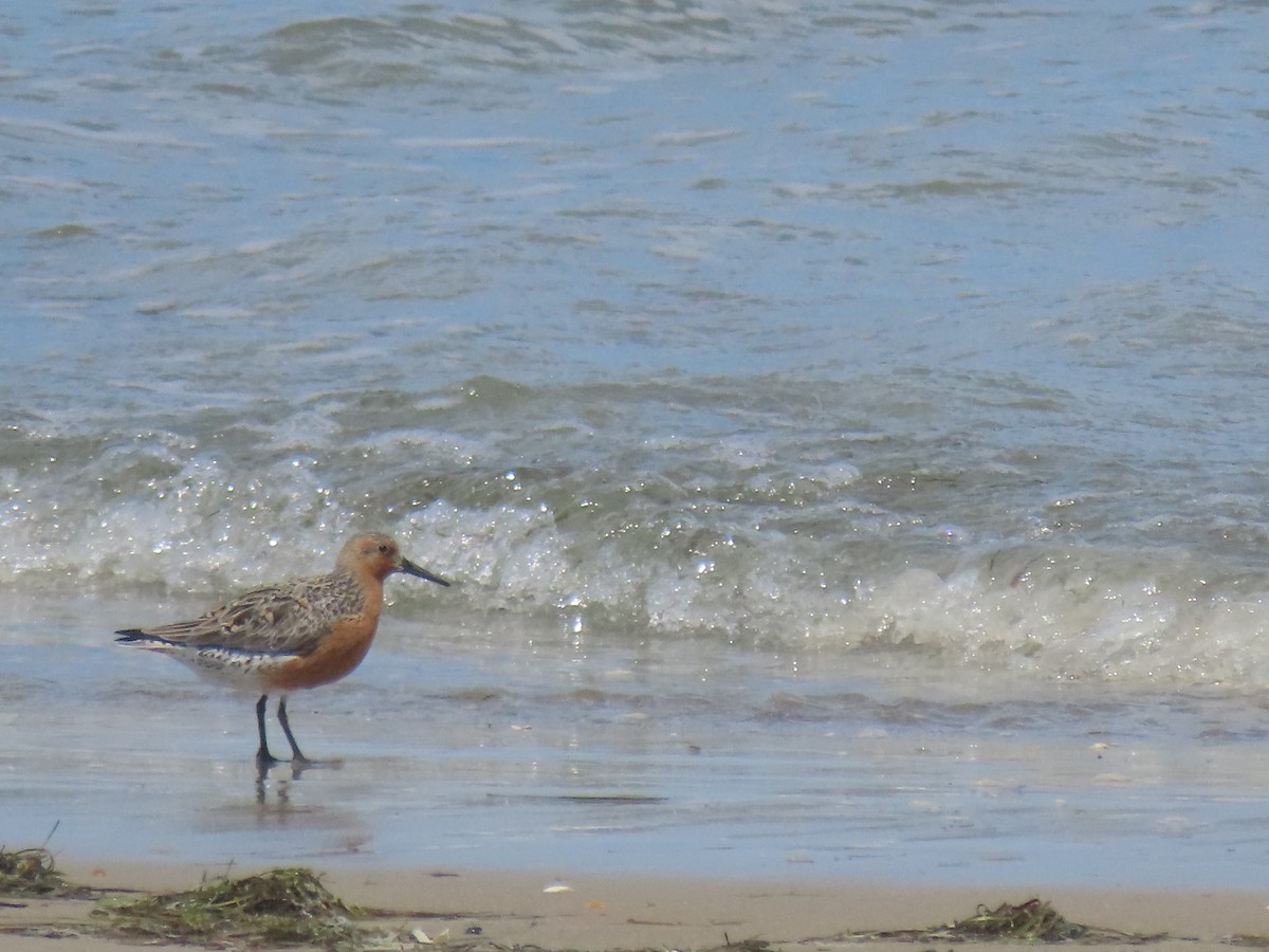 Red Knot - ML619177556