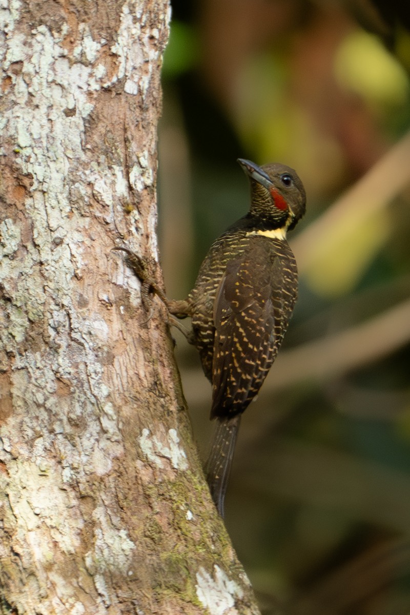 Buff-necked Woodpecker - ML619177576