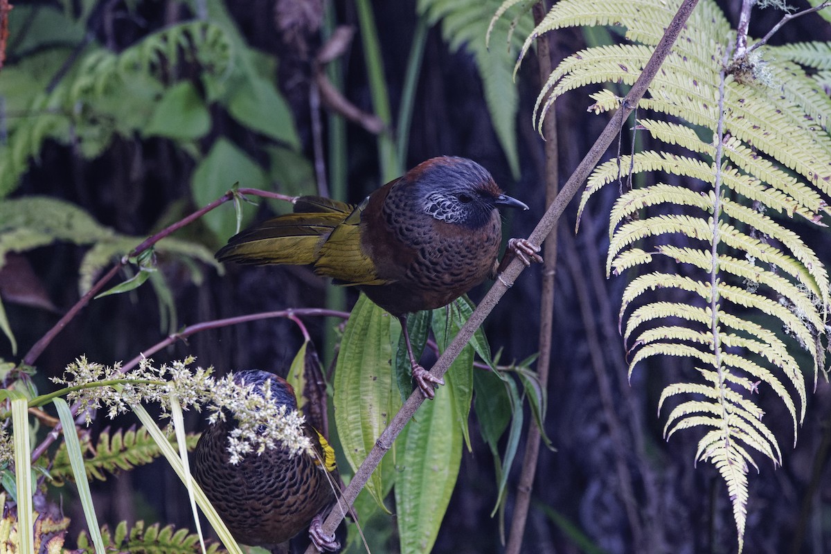 Chestnut-crowned Laughingthrush - ML619177588