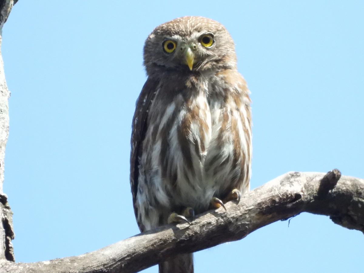 Ferruginous Pygmy-Owl - ML619177616