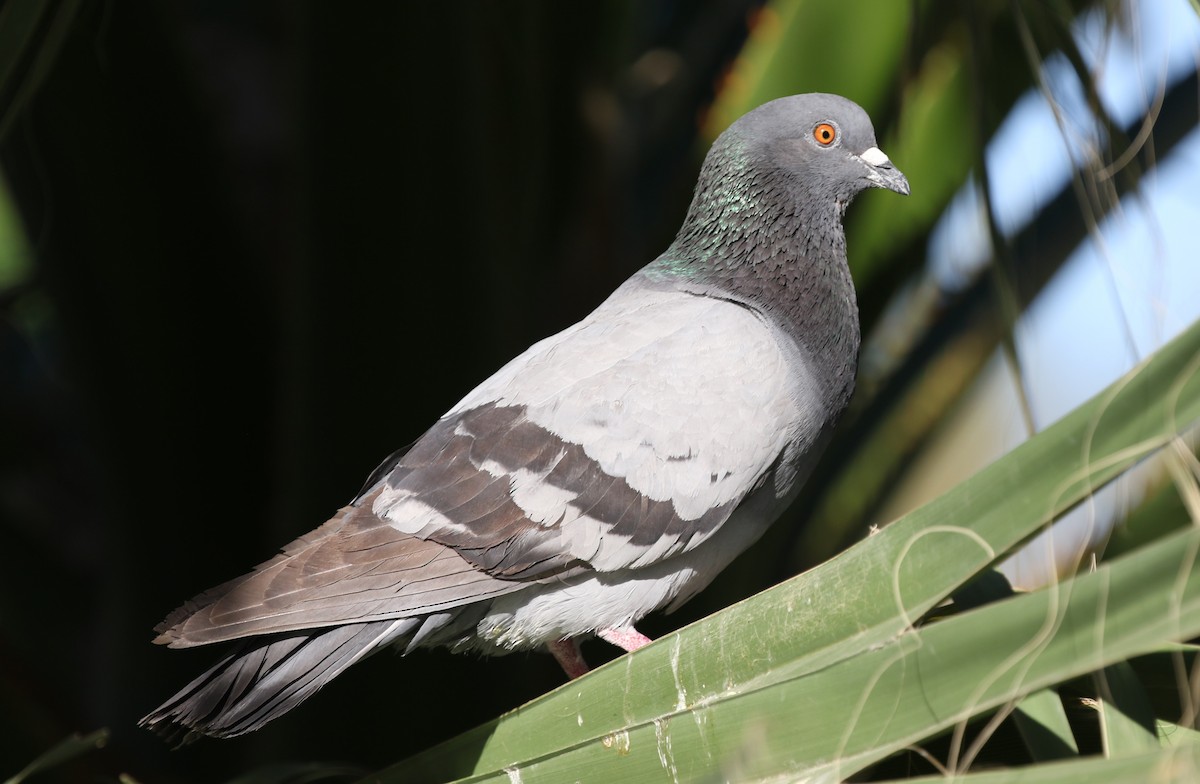 Rock Pigeon (Feral Pigeon) - ML619177687