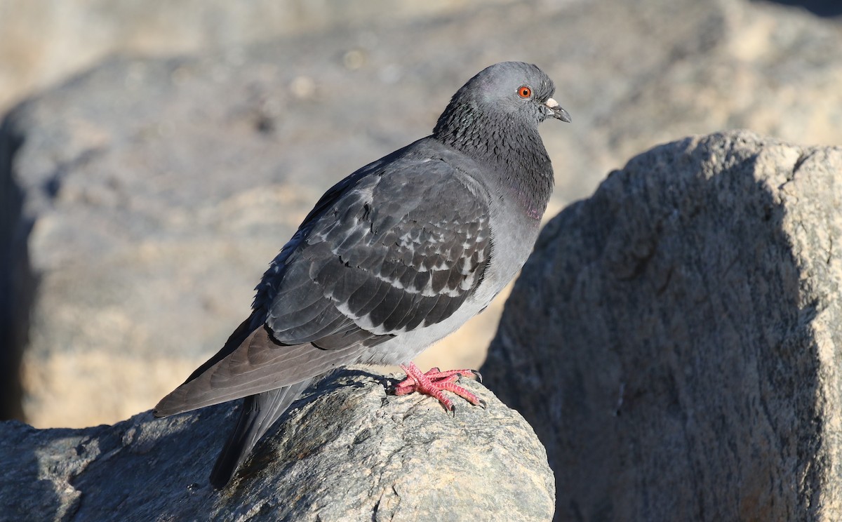 Rock Pigeon (Feral Pigeon) - ML619177689