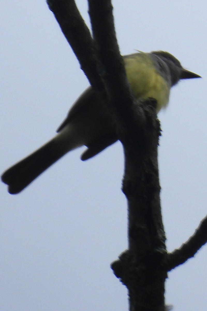 Great Crested Flycatcher - ML619177693