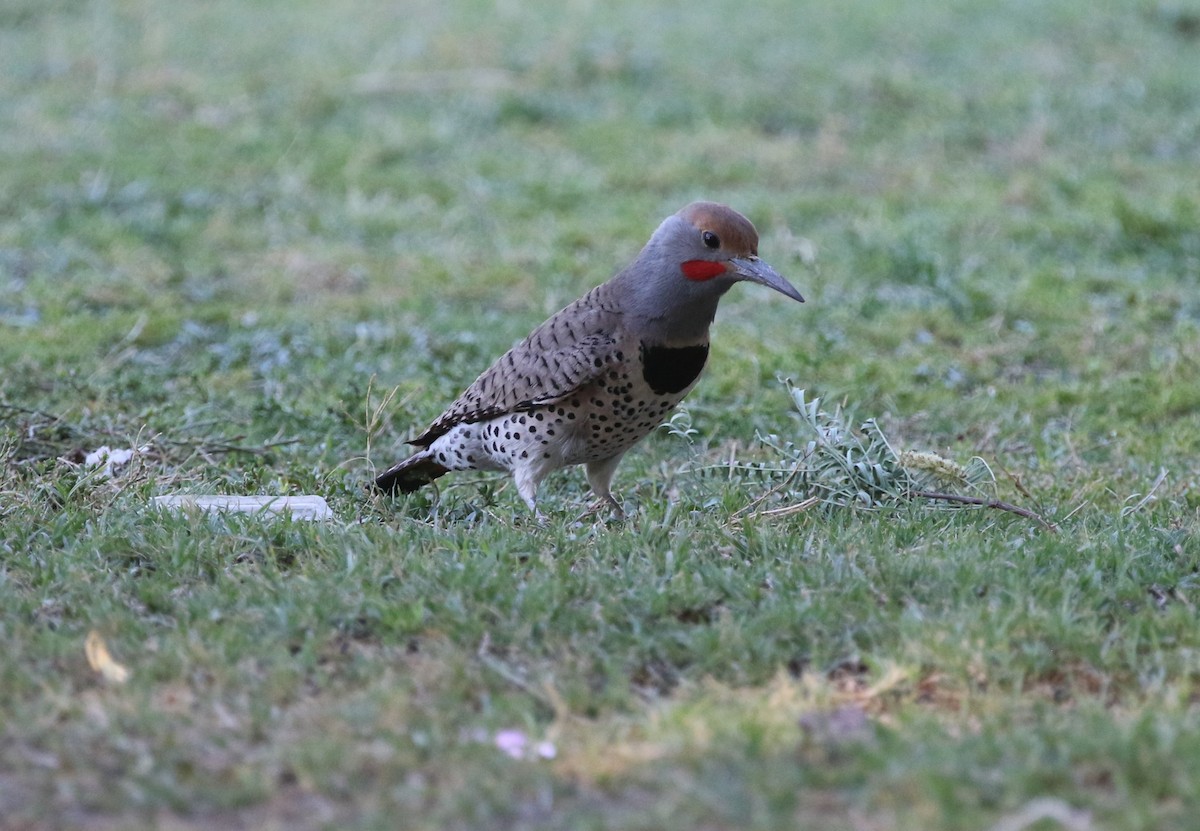 Northern Flicker (Red-shafted) - ML619177747
