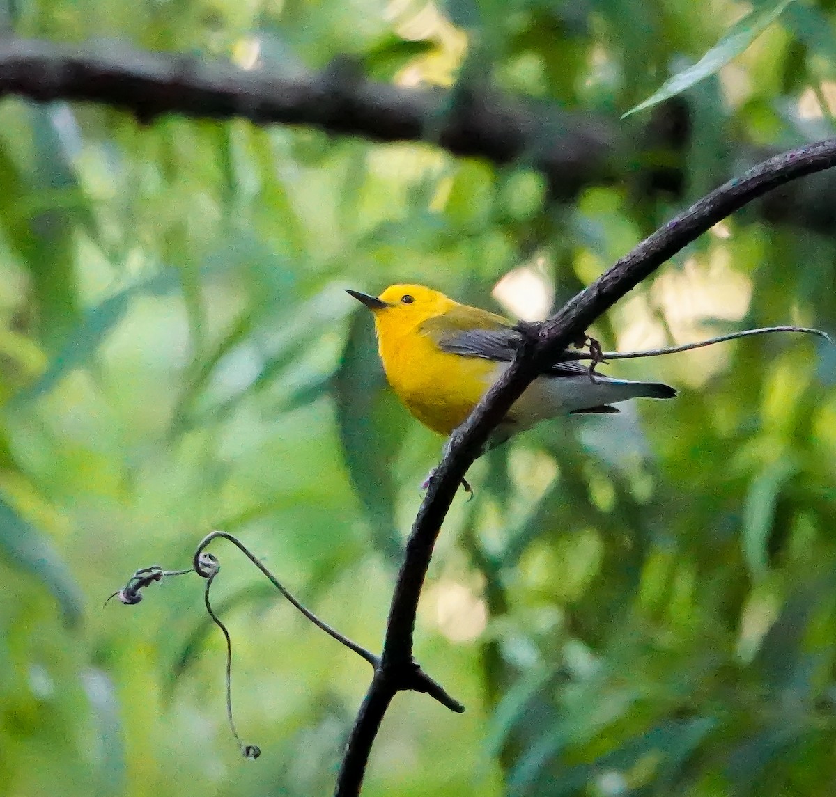 Prothonotary Warbler - ML619177838