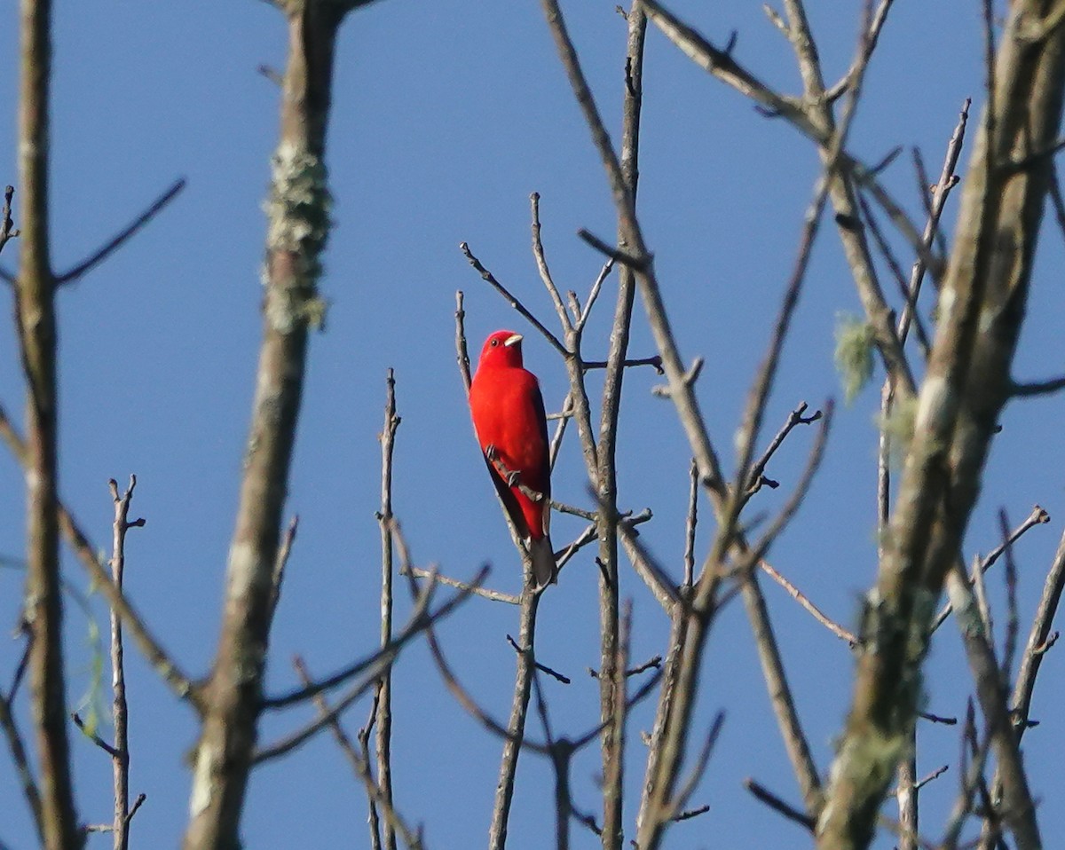 Scarlet Tanager - ML619177853