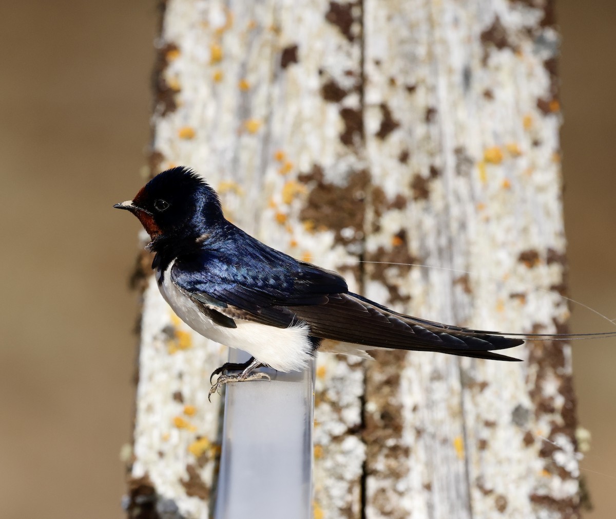 Barn Swallow (White-bellied) - ML619177856