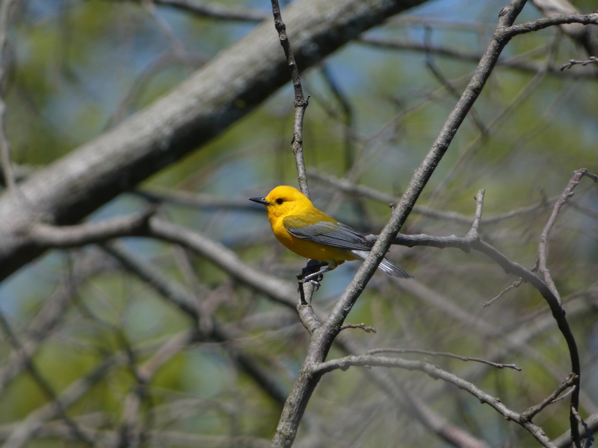 Prothonotary Warbler - ML619177861