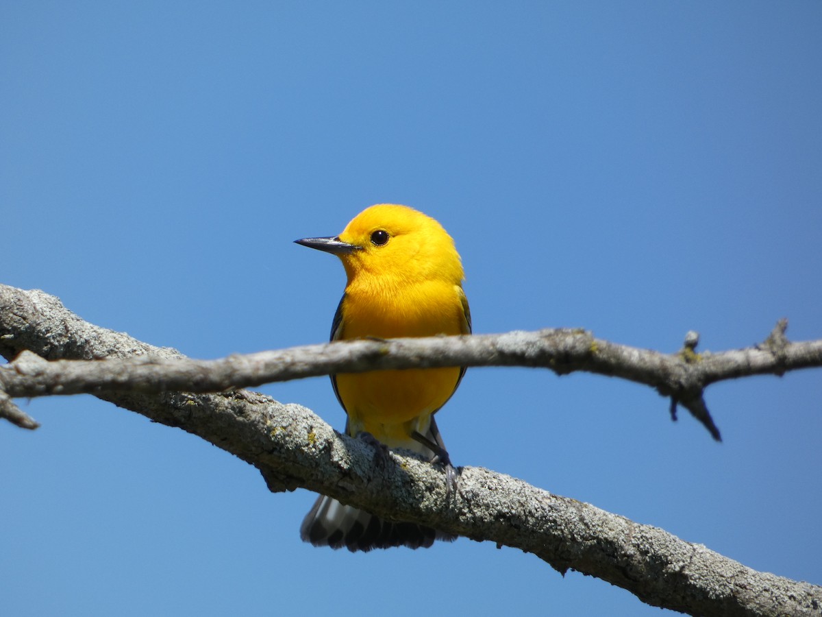 Prothonotary Warbler - ML619177863