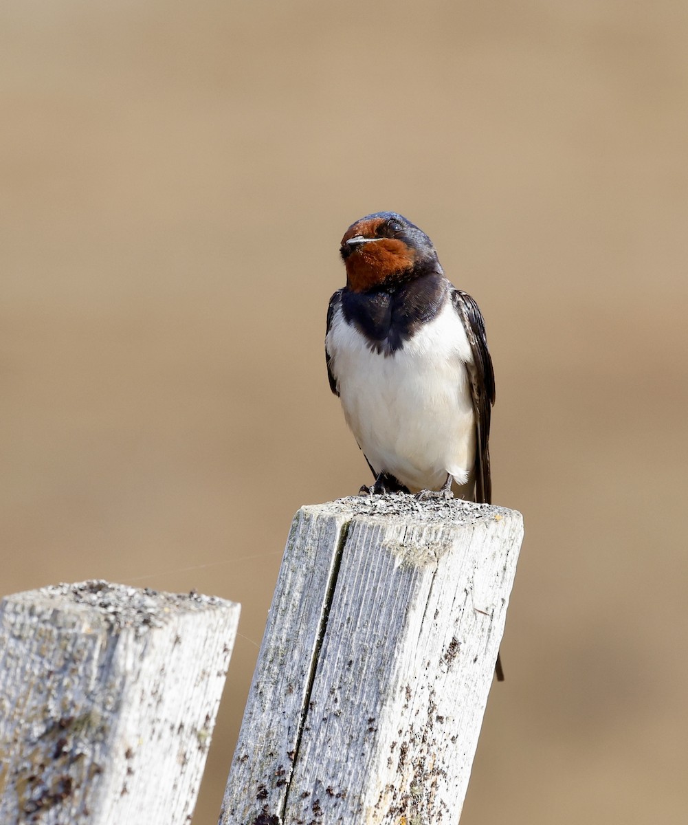 Barn Swallow (White-bellied) - ML619177888