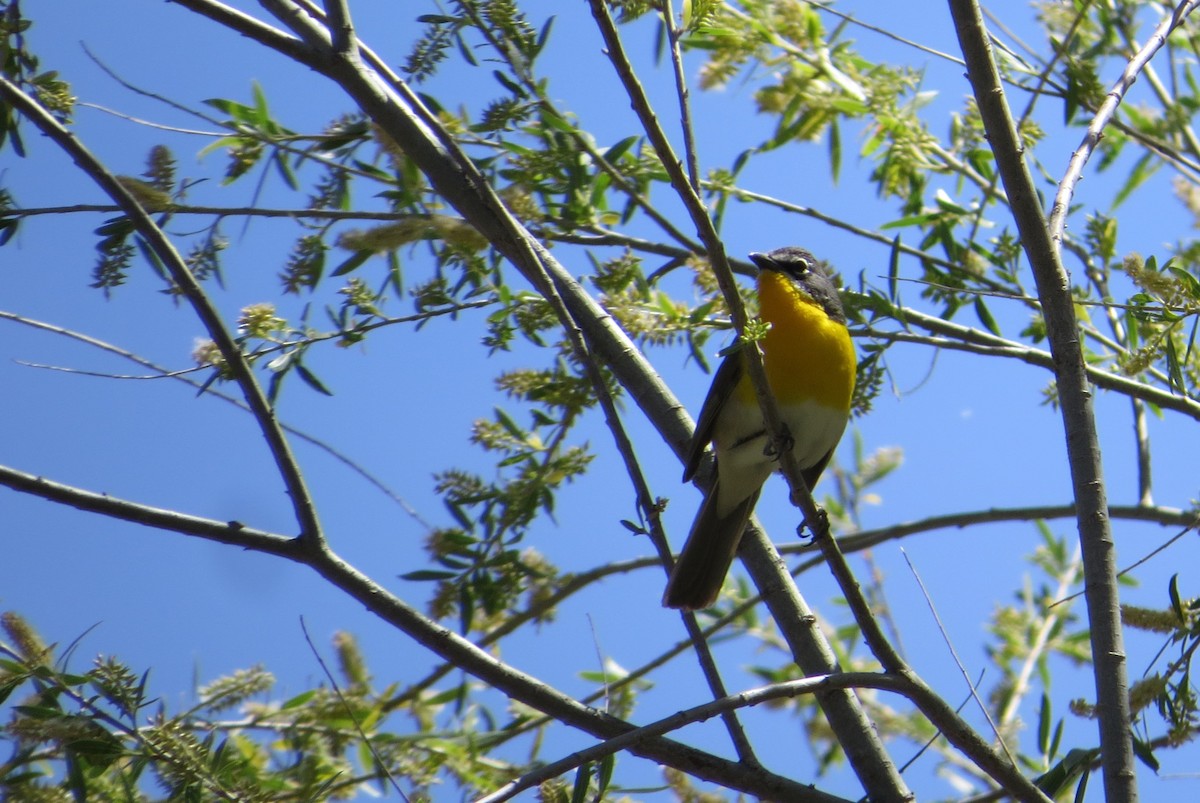 Yellow-breasted Chat - ML619177894