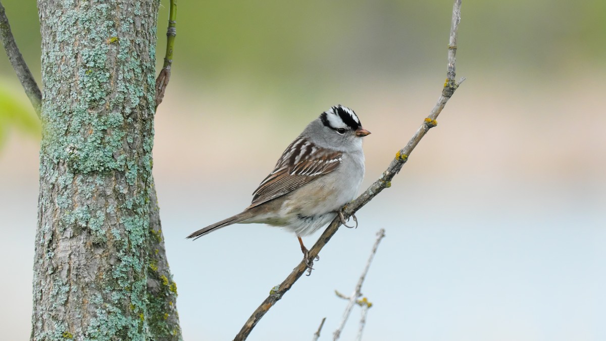 White-crowned Sparrow - ML619177911