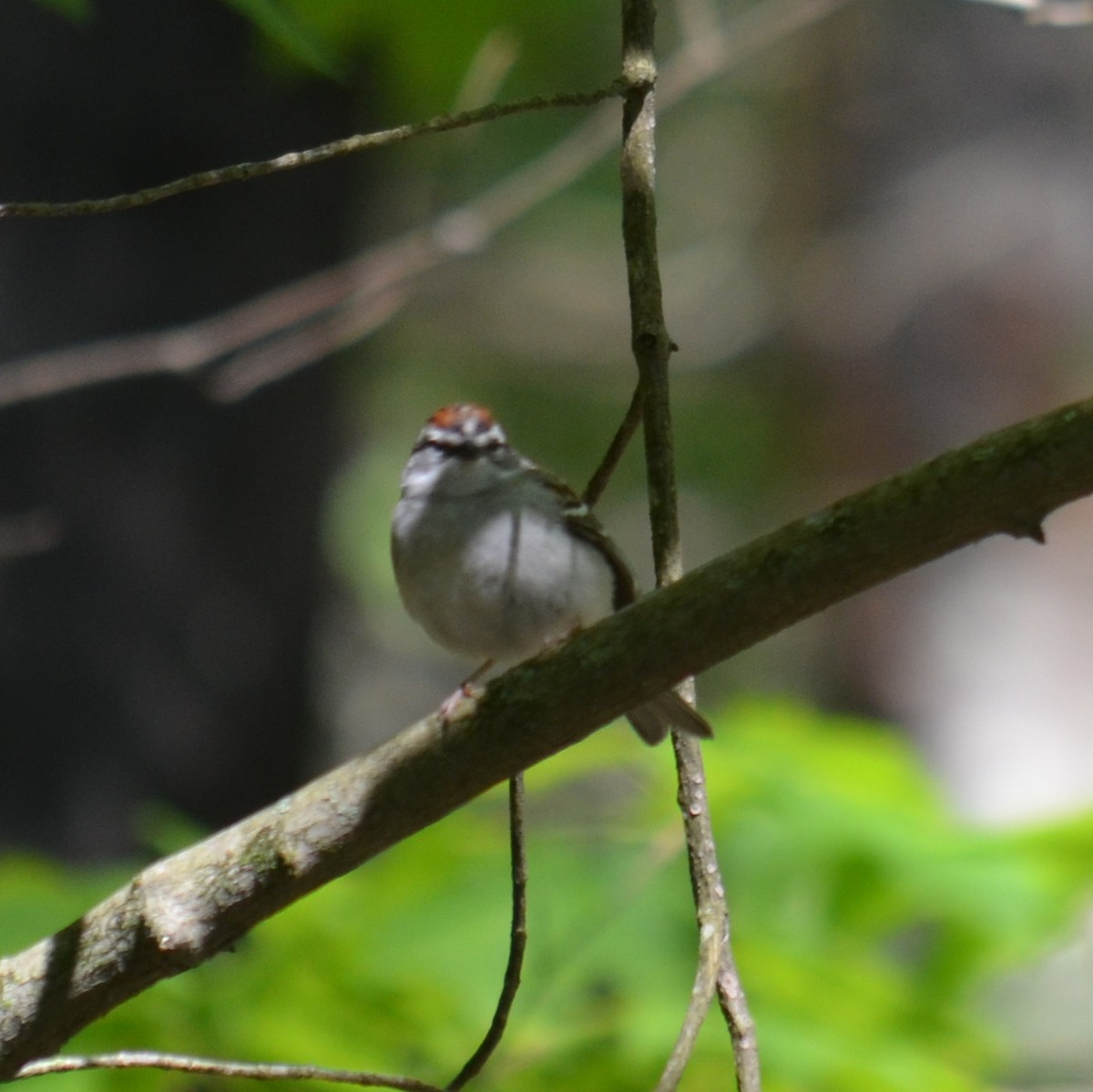 Chipping Sparrow - ML619177927