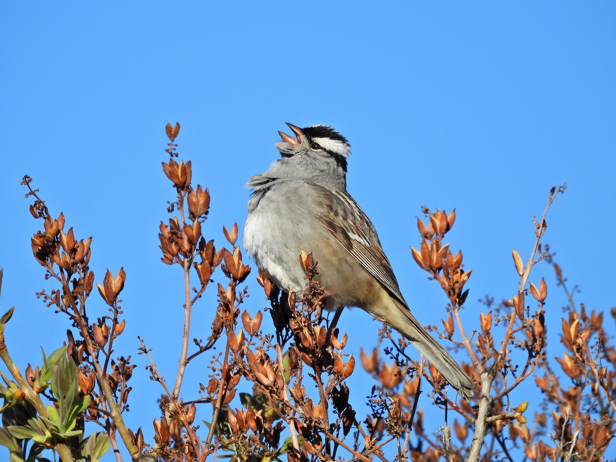 White-crowned Sparrow - ML619177977