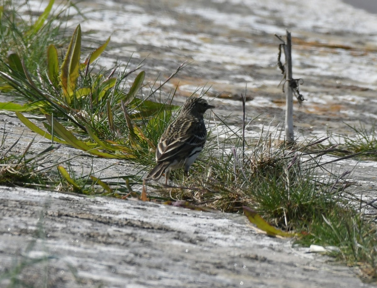 Meadow Pipit - ML619178030