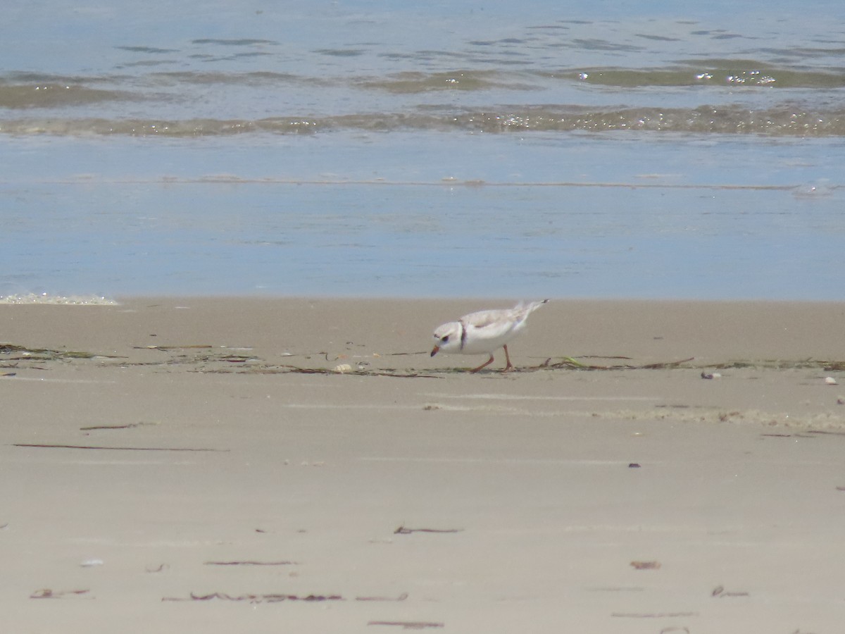 Piping Plover - ML619178071