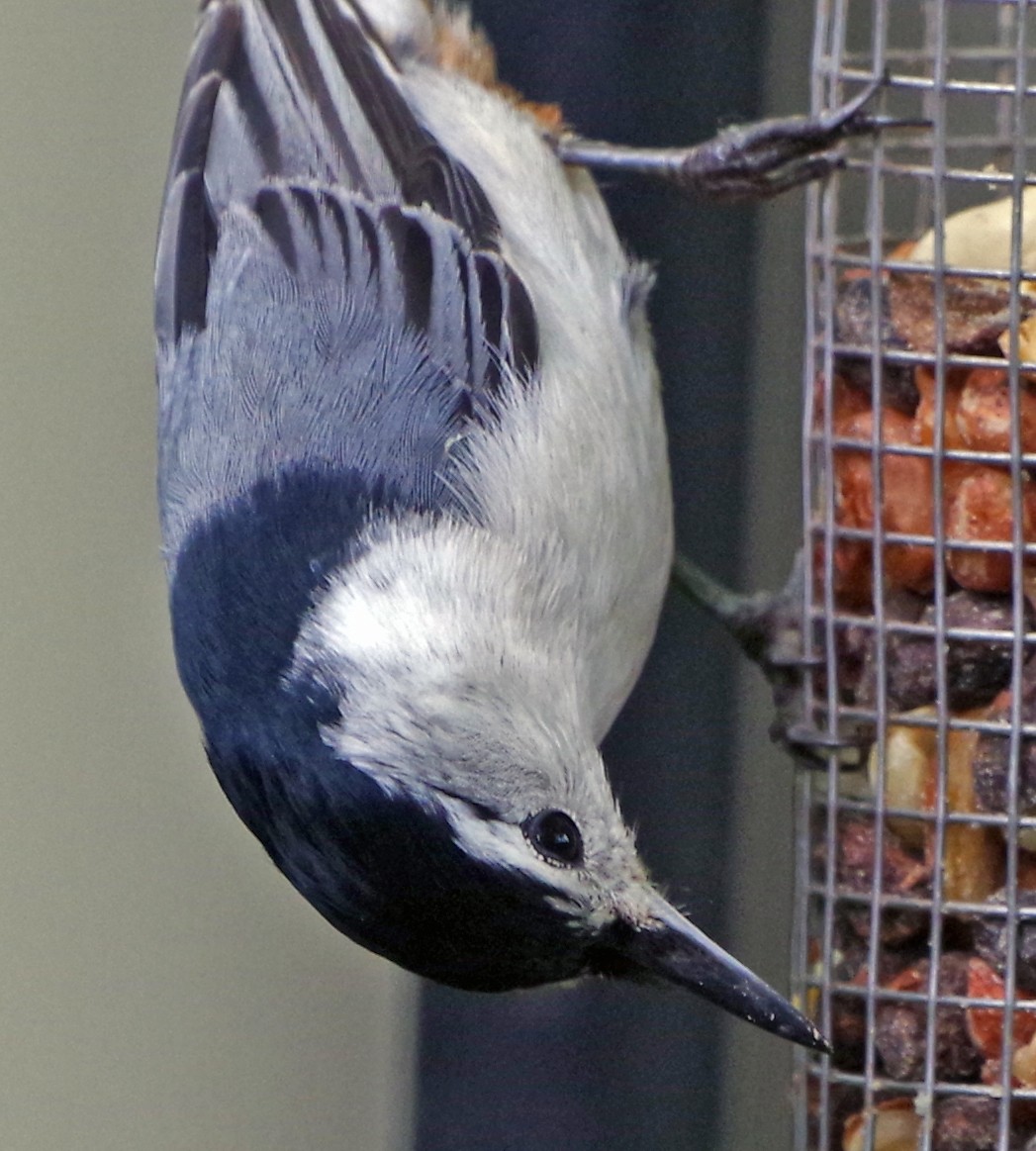 White-breasted Nuthatch (Eastern) - ML619178079